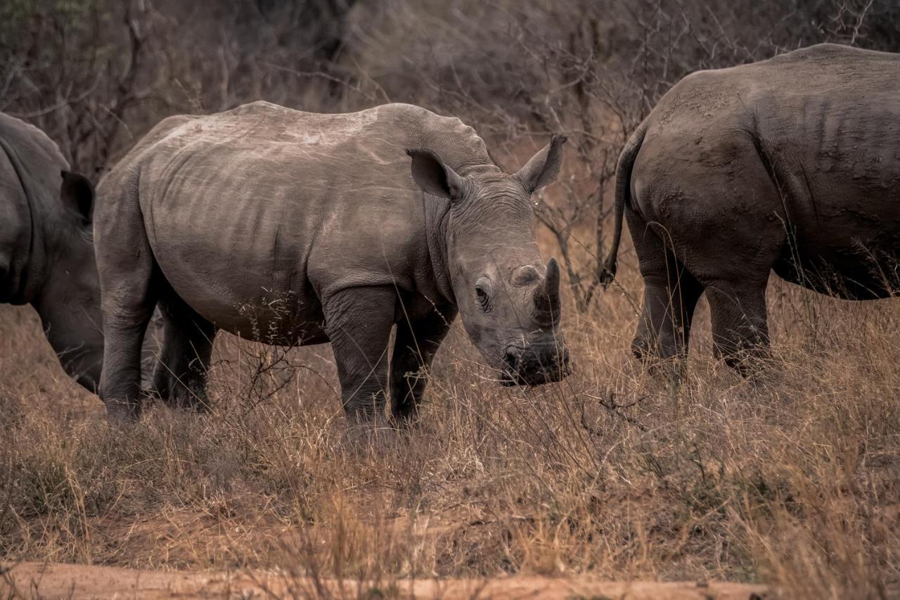 Tshukudu Game Lodge โฮดสปรูท ภายนอก รูปภาพ