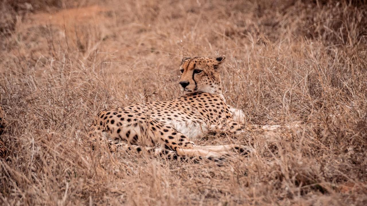 Tshukudu Game Lodge โฮดสปรูท ภายนอก รูปภาพ