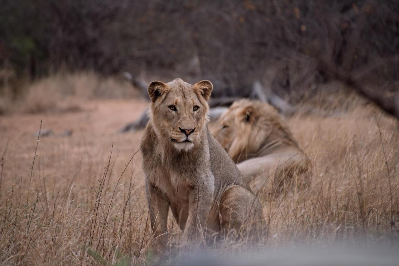 Tshukudu Game Lodge โฮดสปรูท ภายนอก รูปภาพ